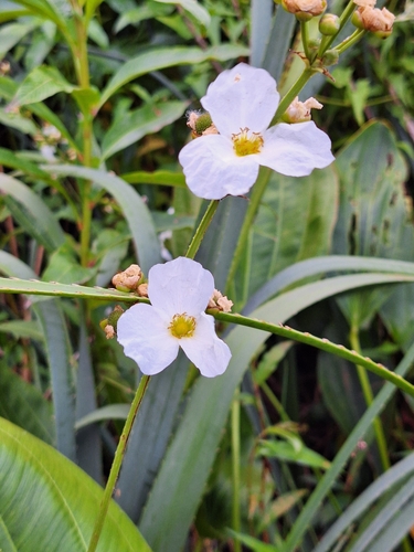 Foto de Amazônia