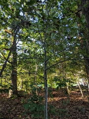 Crataegus berberifolia