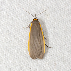 Manulea bicolor