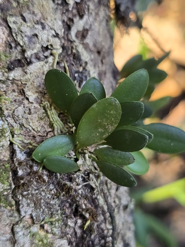 Specklinia grobyi, photograph 1