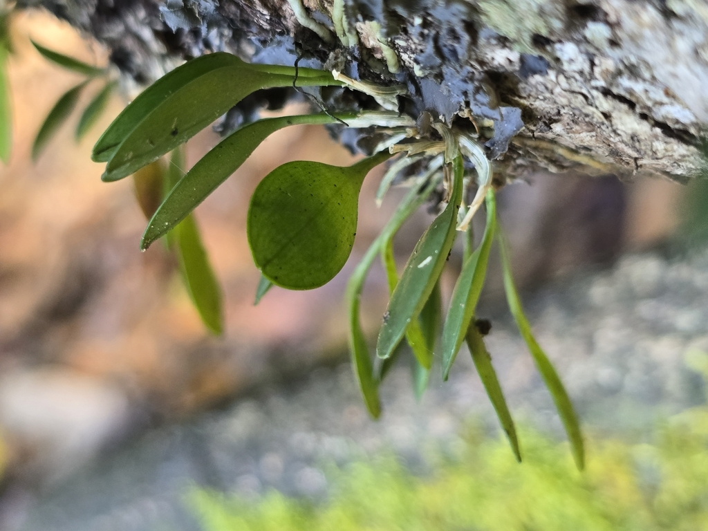 Specklinia grobyi; photograph author not stated, no rights reserved