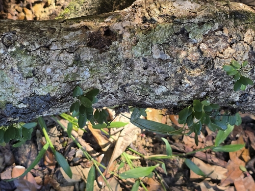 Specklinia grobyi, photograph 2