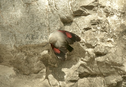 Treparriscos (Tichodroma muraria)