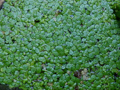 Spirodela polyrhiza