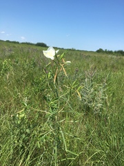 Oenothera nuttallii