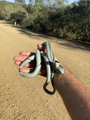 Common Tree Snake sighting
