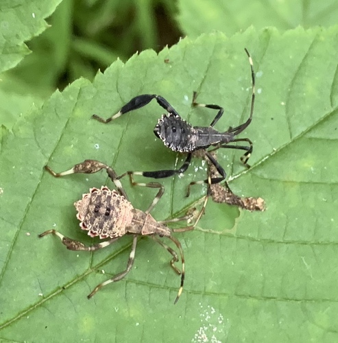 Acanthocephala terminalis, photo 4 of 8