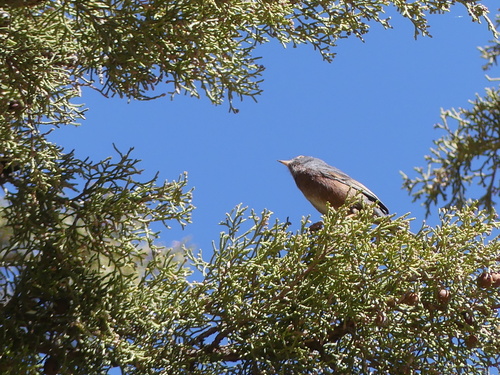 Curruca del Atlas (Curruca deserticola)