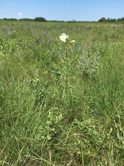 Oenothera nuttallii
