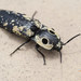 Arizona Eyed Click Beetle - Photo (c) Deer, some rights reserved (CC BY-NC-ND), uploaded by Deer