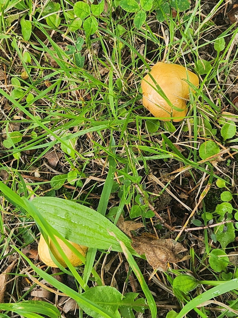 Chalciporus piperatus · January 2025 · photo: © caroline1426 (iNaturalist, CC)