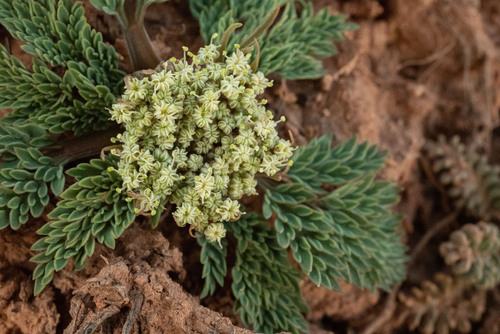 talus springparsley (Cymopterus lapidosus)