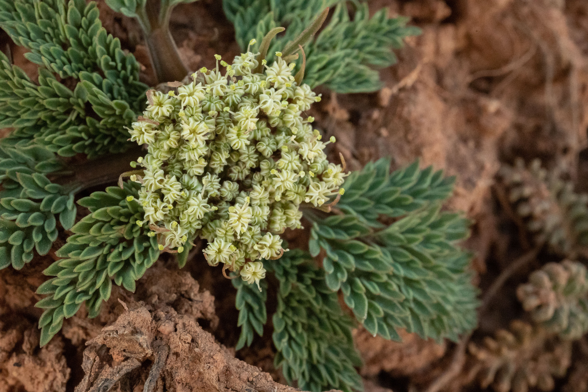 Cymopterus lapidosus