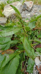 Rumex japonicus