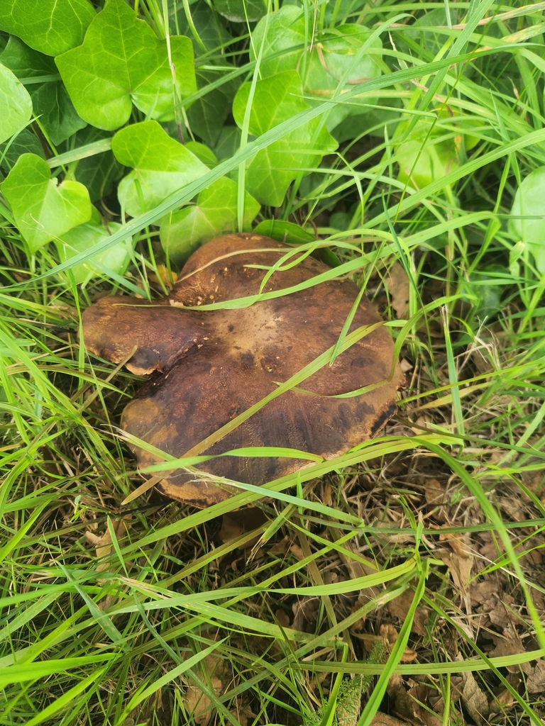 Boletus edulis · January 2025 · photo: © caroline1426 (iNaturalist, CC)