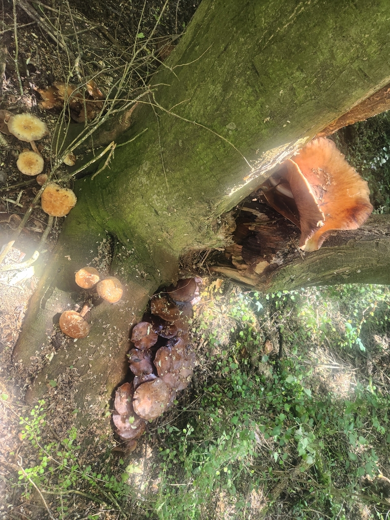 Cyclocybe parasitica · January 2025 · photo: © caroline1426 (iNaturalist, CC)