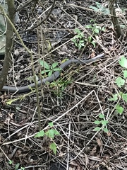 Coluber constrictor latrunculus