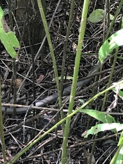 Coluber constrictor latrunculus