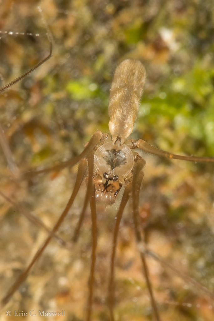 Pholcus koasati