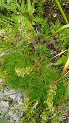 Artemisia morrisonensis