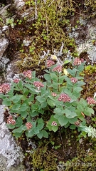 Spiraea morrisonicola