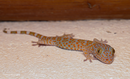 Gecko