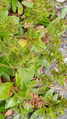 Veronica morrisonicola