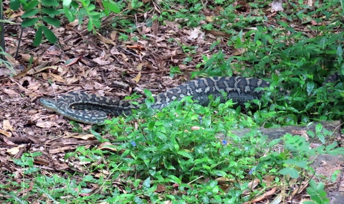 Coastal Carpet Python sighting