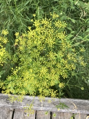 Pastinaca