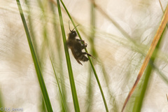 Bombus insularis