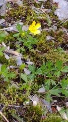 Ranunculus formosa-montanus