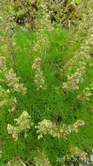 Artemisia morrisonensis