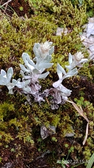 Anaphalis nepalensis