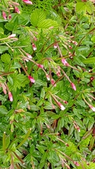 Epilobium hohuanense