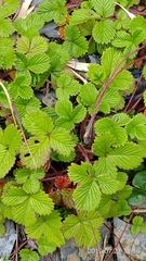 Fragaria hayatae