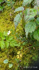 Euphrasia transmorrisonensis