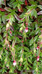 Epilobium hohuanense