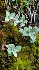 Phedimus subcapitatum