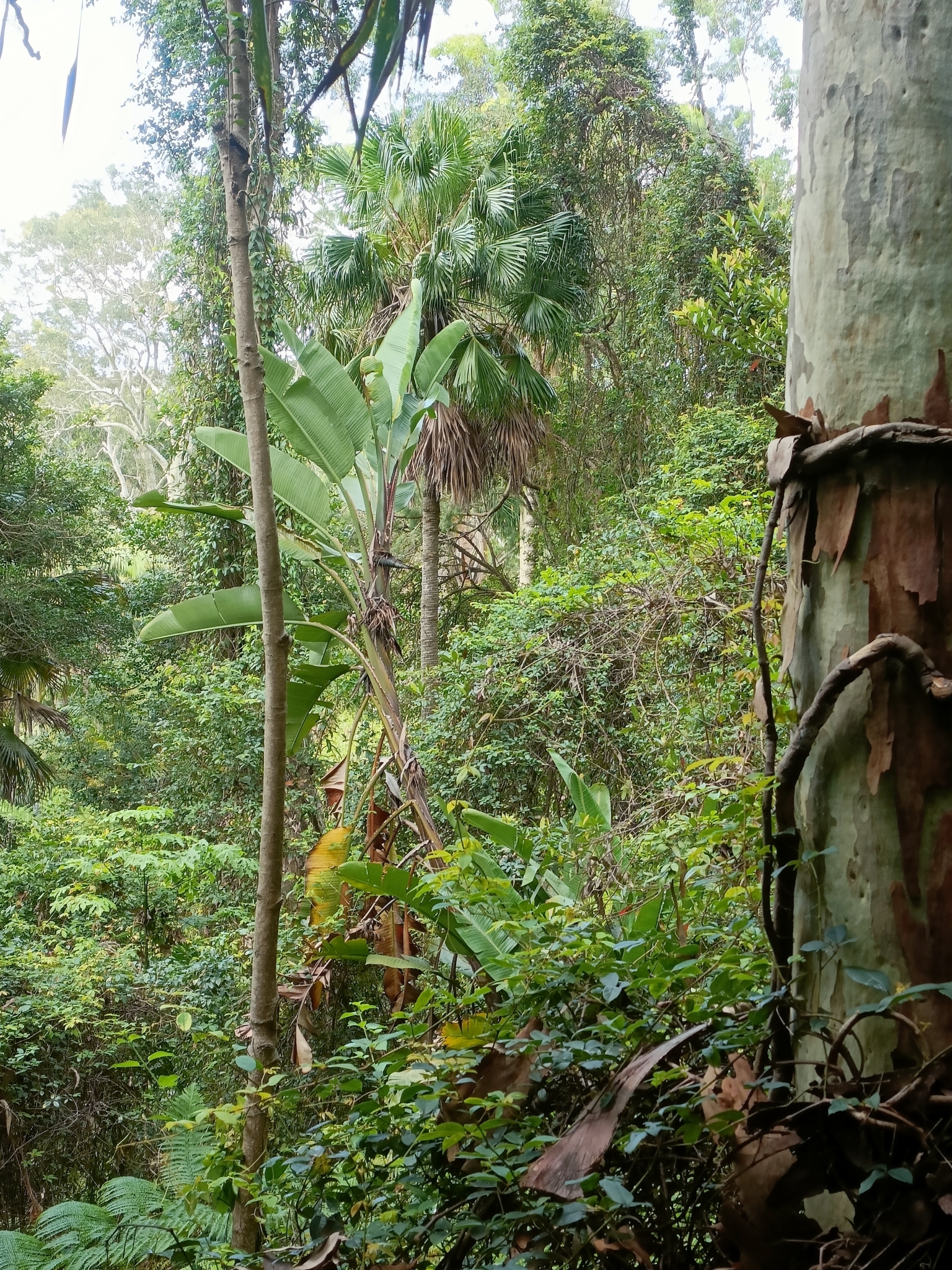 Imagem de Ave-do-paraíso-branca