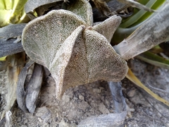 Astrophytum myriostigma