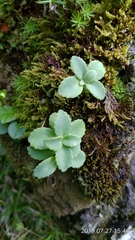 Phedimus subcapitatum