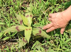 Persicaria odorata