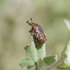 Euphoria leucographa