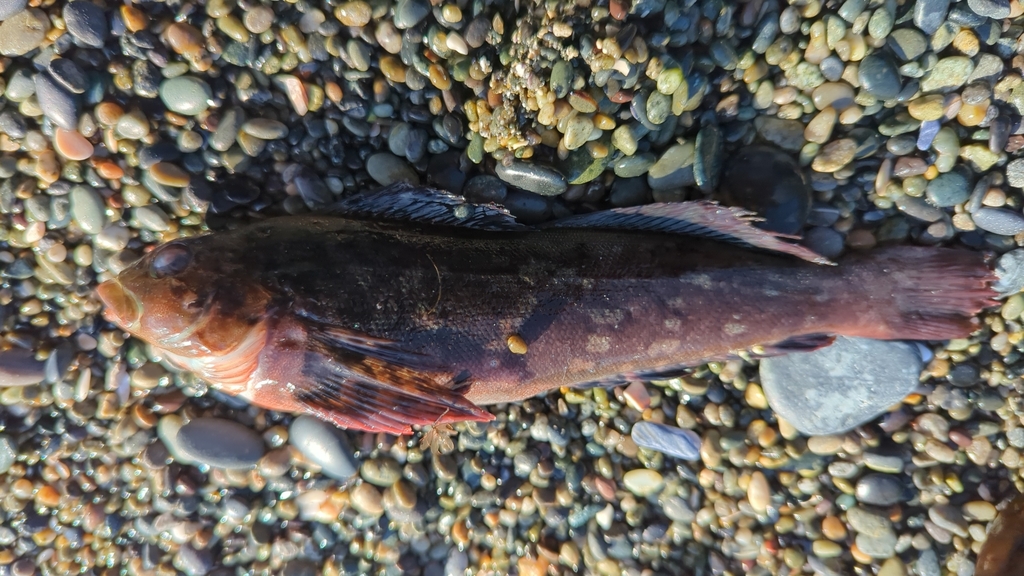 Rock Greenling