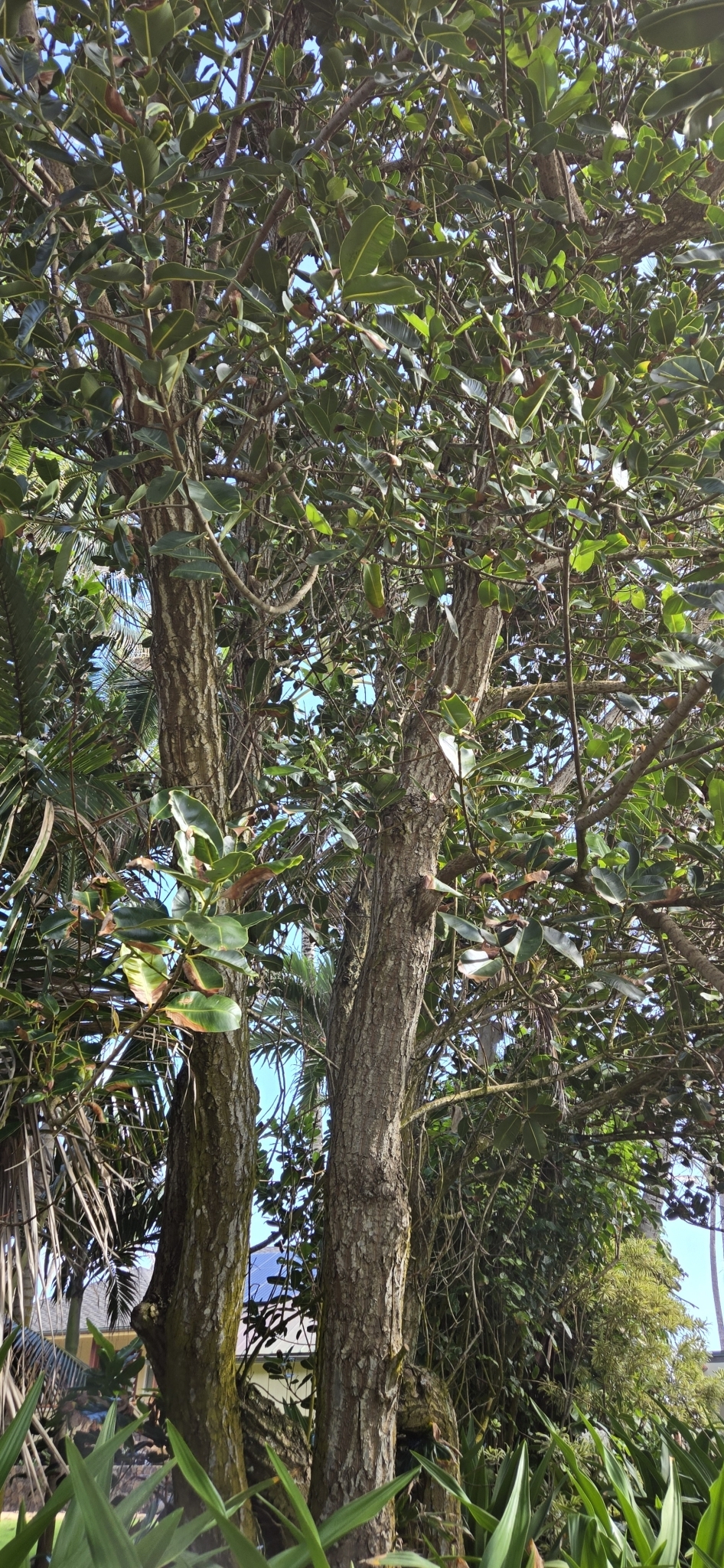 Imagem de Pitomba?