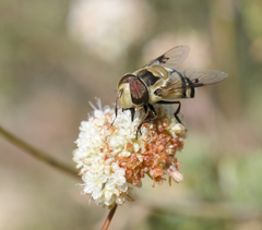 Copestylum apiciferum