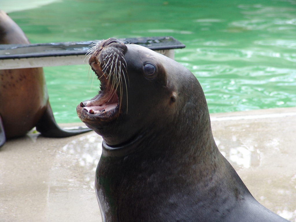 South American Sea Lions