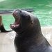 South American Sea Lions - Photo (c) Joachim S. Müller, some rights reserved (CC BY-NC-SA)