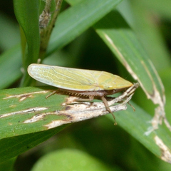Draeculacephala constricta