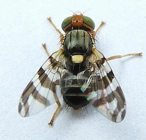 Eastern Cherry Fruit Fly photo 2